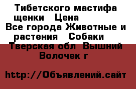  Тибетского мастифа щенки › Цена ­ 10 000 - Все города Животные и растения » Собаки   . Тверская обл.,Вышний Волочек г.